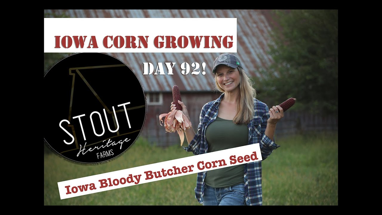 Iowa Corn Growing Ornamental Bloody Butcher Seed by Stout Heritage Farms Brighton Iowa