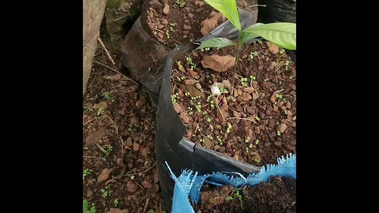 transplanting germinated bitter kola seeds in the nursery. (when and how to transplant )