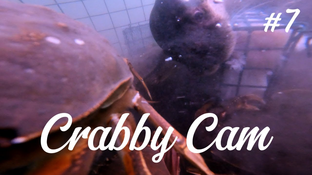 Nanaimo Harbour Crab Trap ep.7