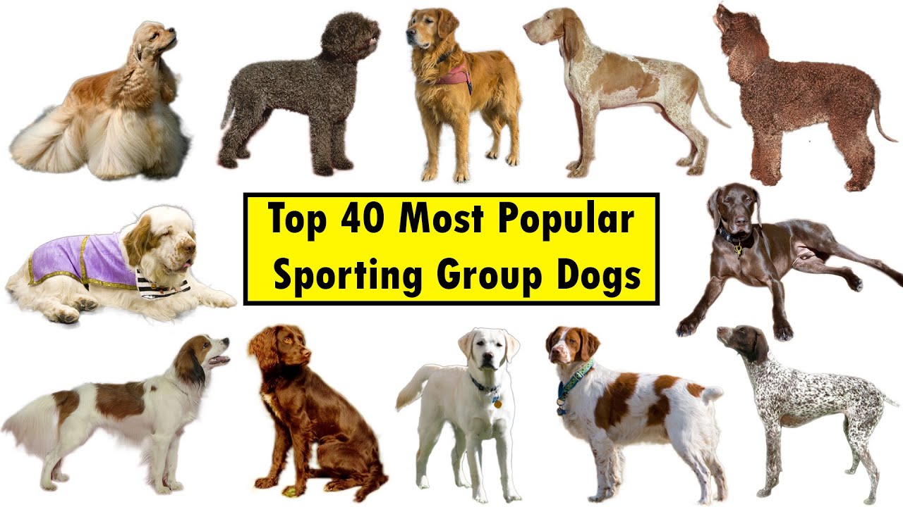 Top 40 Sporting Group Dog Breeds