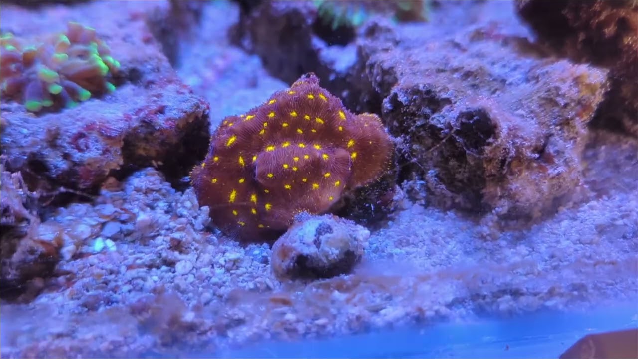 A Desktop Reef with a Sump? Why Not!