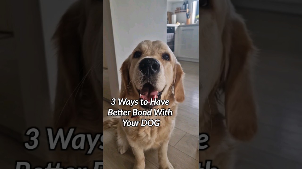 How to Create an Unbreakable Bond with Your Dog in 3 Simple Steps - #goldenretriever #dog
