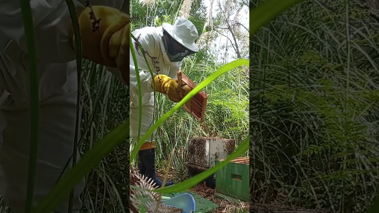 Transferindo enxame de abelha da caixa isca para caixa  padrão #agro #apicultura 