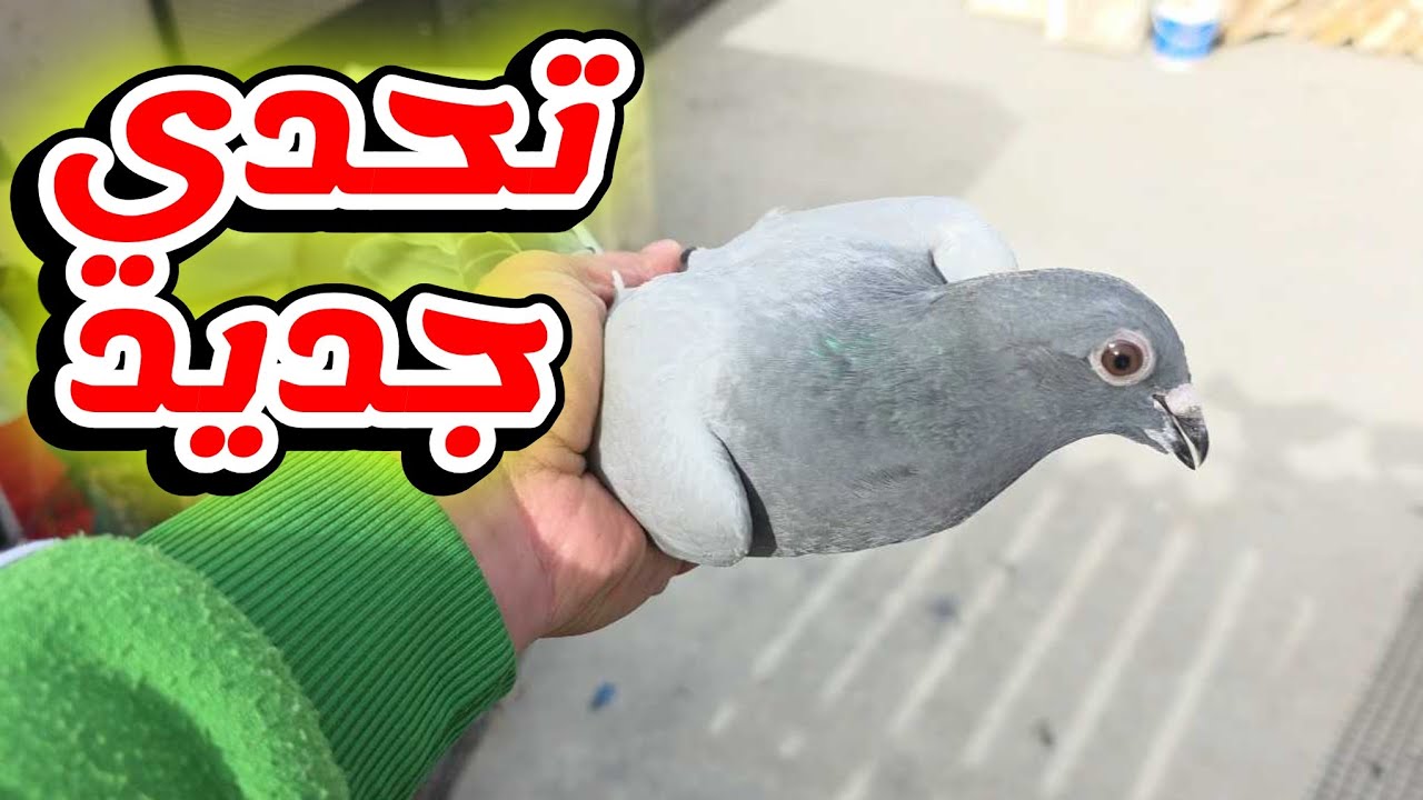 حلقة عن تحدي جديد وفطمت الفراخ الجديدة وهرب منها طير