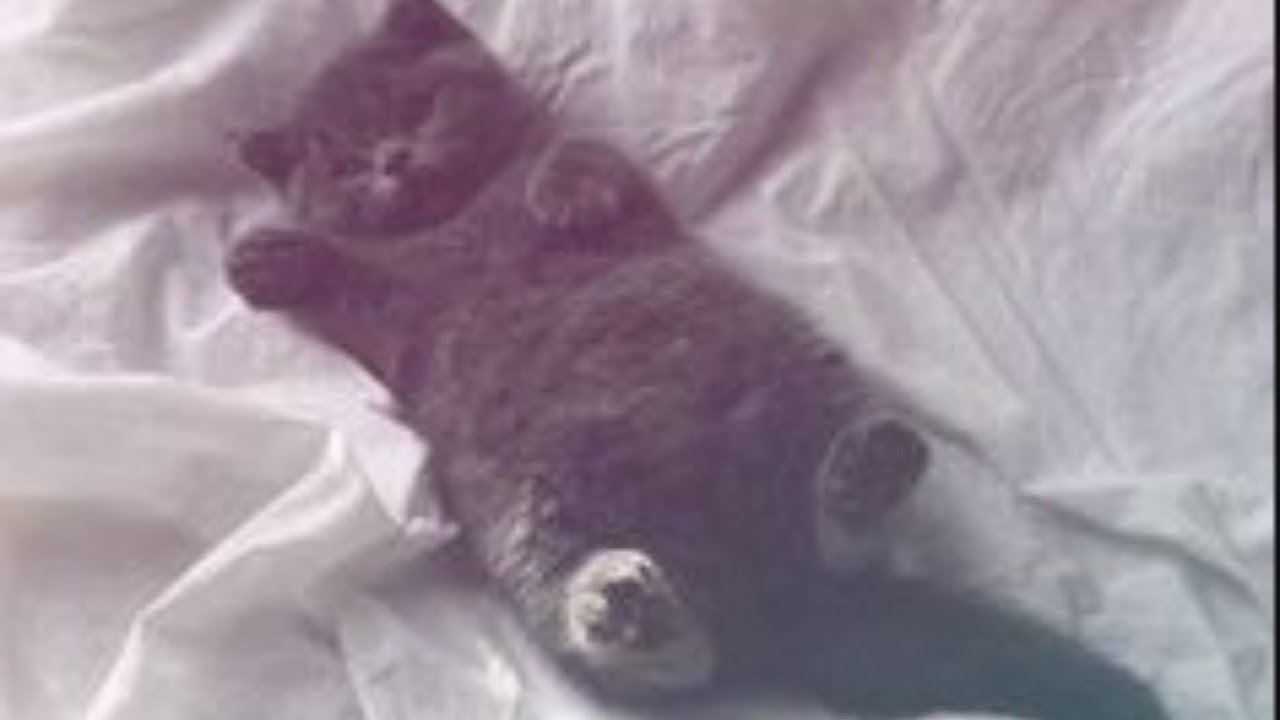 LIVE ! CUTE KITTENS to RELAX your mind 2020 #kittensofinstagram #catlovers