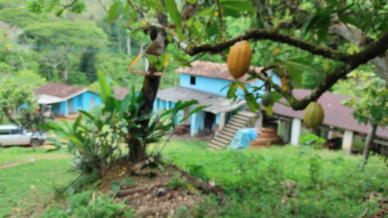 * VENDIDA*Fazenda de cacau a venda na Bahia ,50 hectares de cacau produtivos.