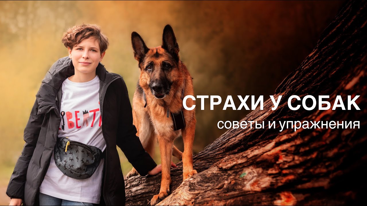 Собака боится улицы, шума, ветеринаров, других собак — что делать? Разговор с кинологом