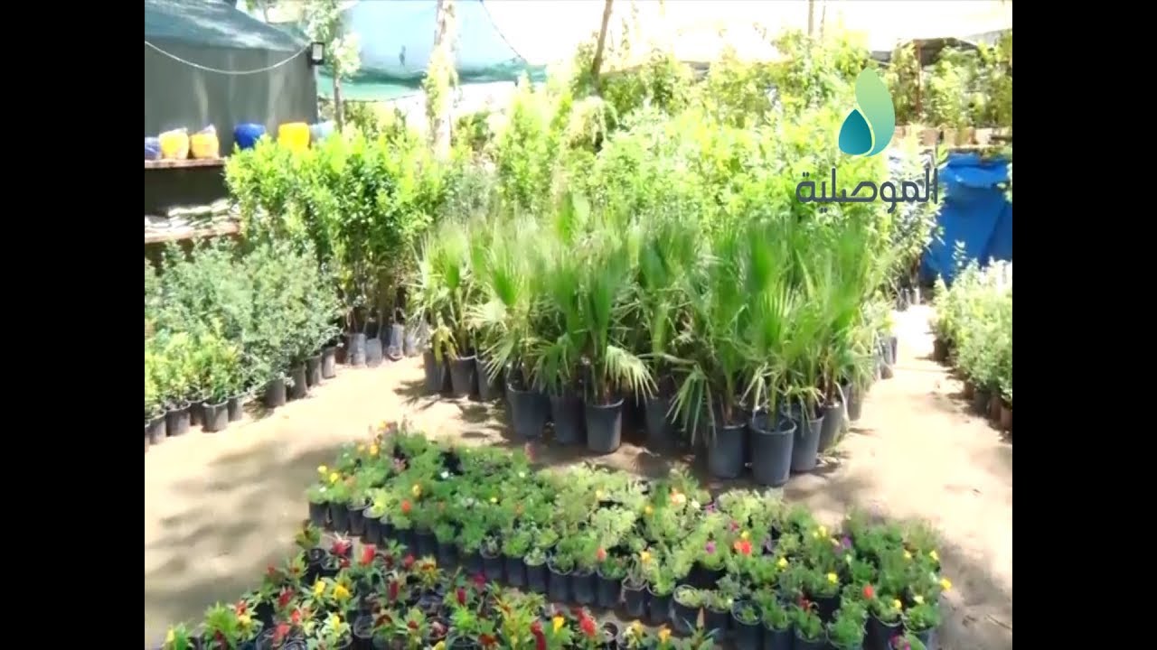 الموصلية تتجول في عدد من المشاتل بالمدينة وترصد اقبال المواطنين على شراء الورود والنباتات