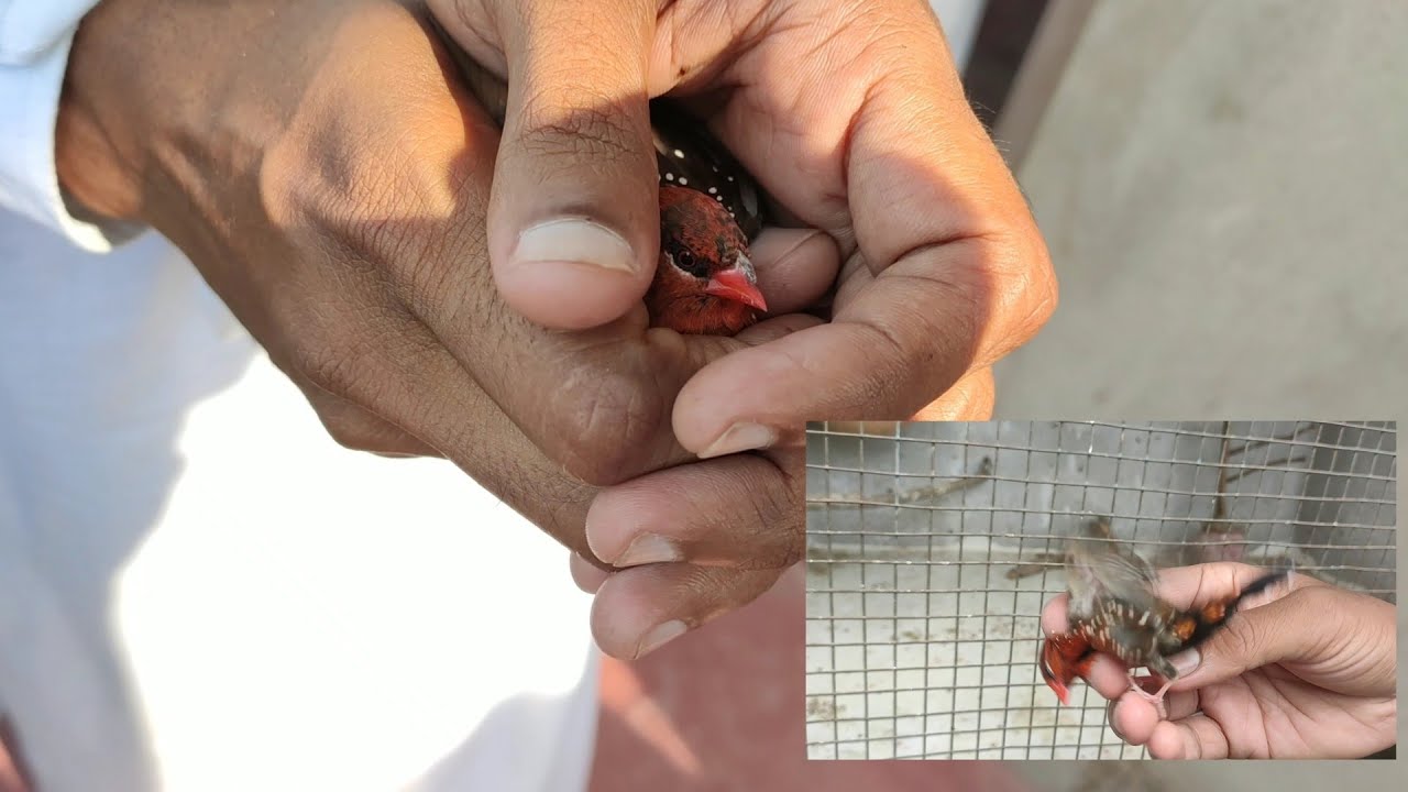Hath sey nikal kar bhaagi hoi finch ko 6 ghante k baad wapas pakda | pigeon vs finch |catching finch