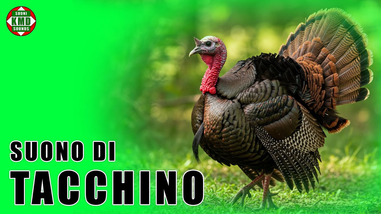 Il suono del Tacchino: Il vero verso della fattoria – SUONI DI ANIMALI 🦃