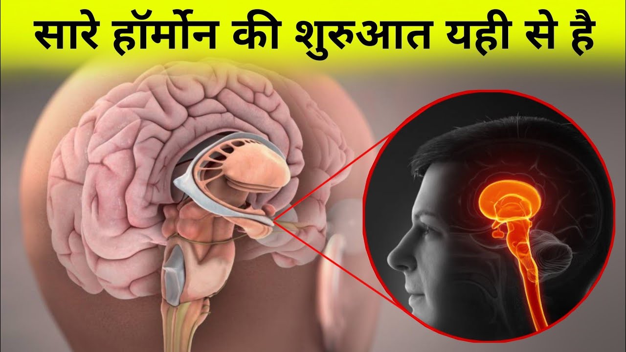 शरीर मे सारे हॉर्मोन को कंट्रोल कौन करता है ? शरीर के Boss की पूरी सच्चाई - hormones of hypothalamus