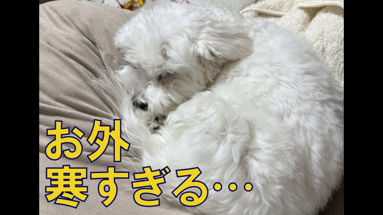 ルークとのおうち時間