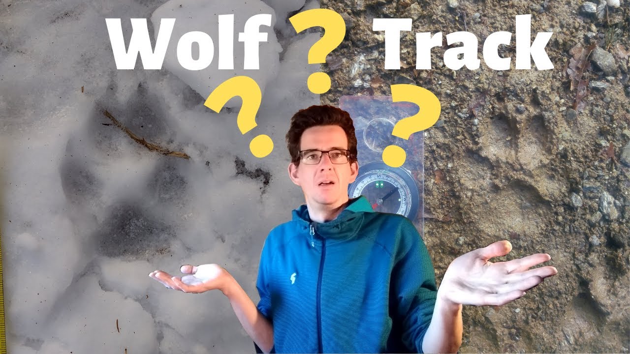 How to identify a wolf track: grey wolf track identification - Canis lupus
