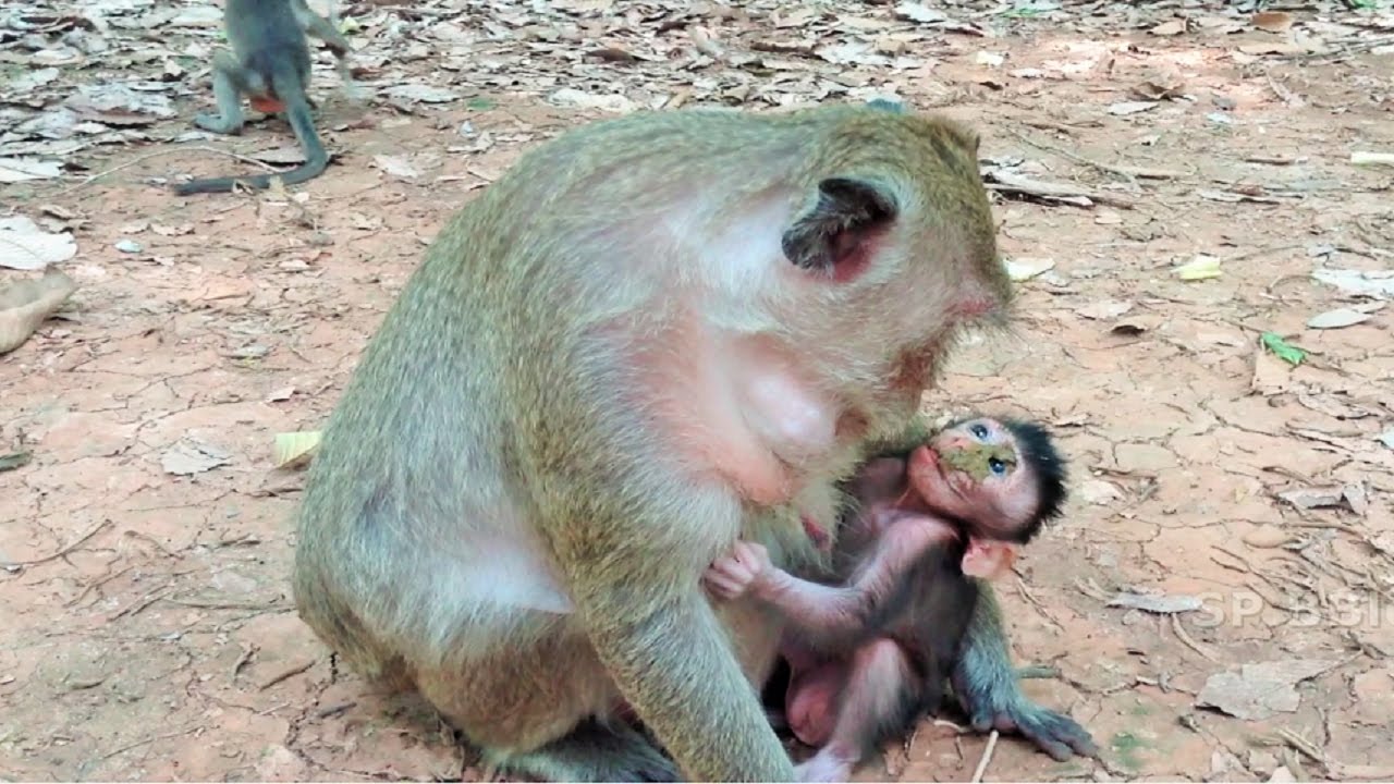 Popeye Hit Merry, She Afraid Come Out Dirty On Face Baby - Monkey And Baby 4