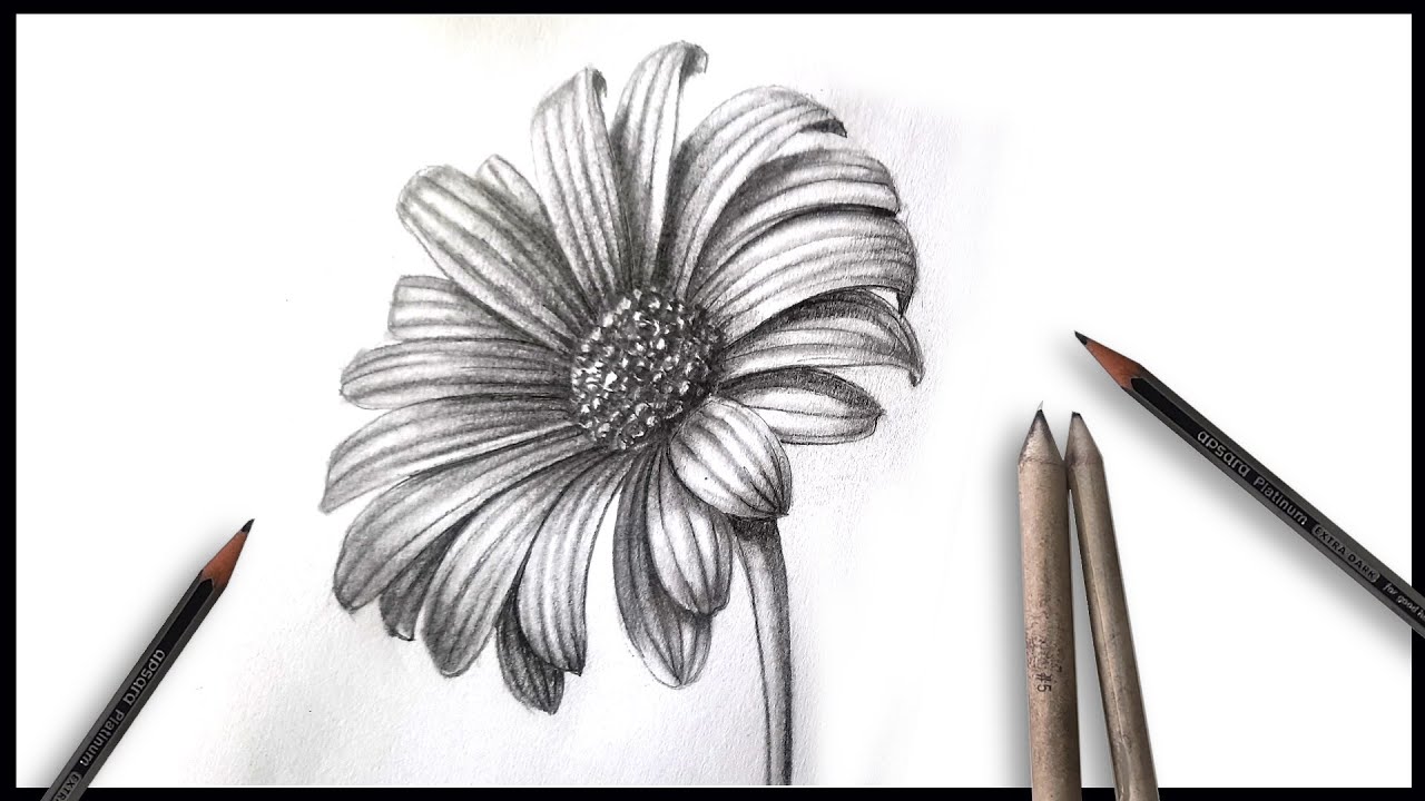 Realistic flower drawing tutorial how to draw daisy flower drawing step by step