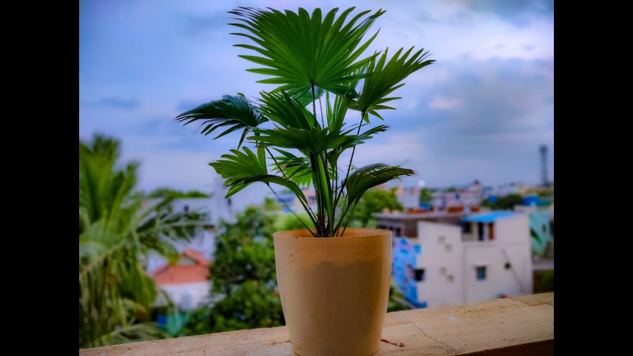 Fan palm Indoor plant complete care/ Fan palm repot/ Chinese Fan palm/ Livistona chinensis.