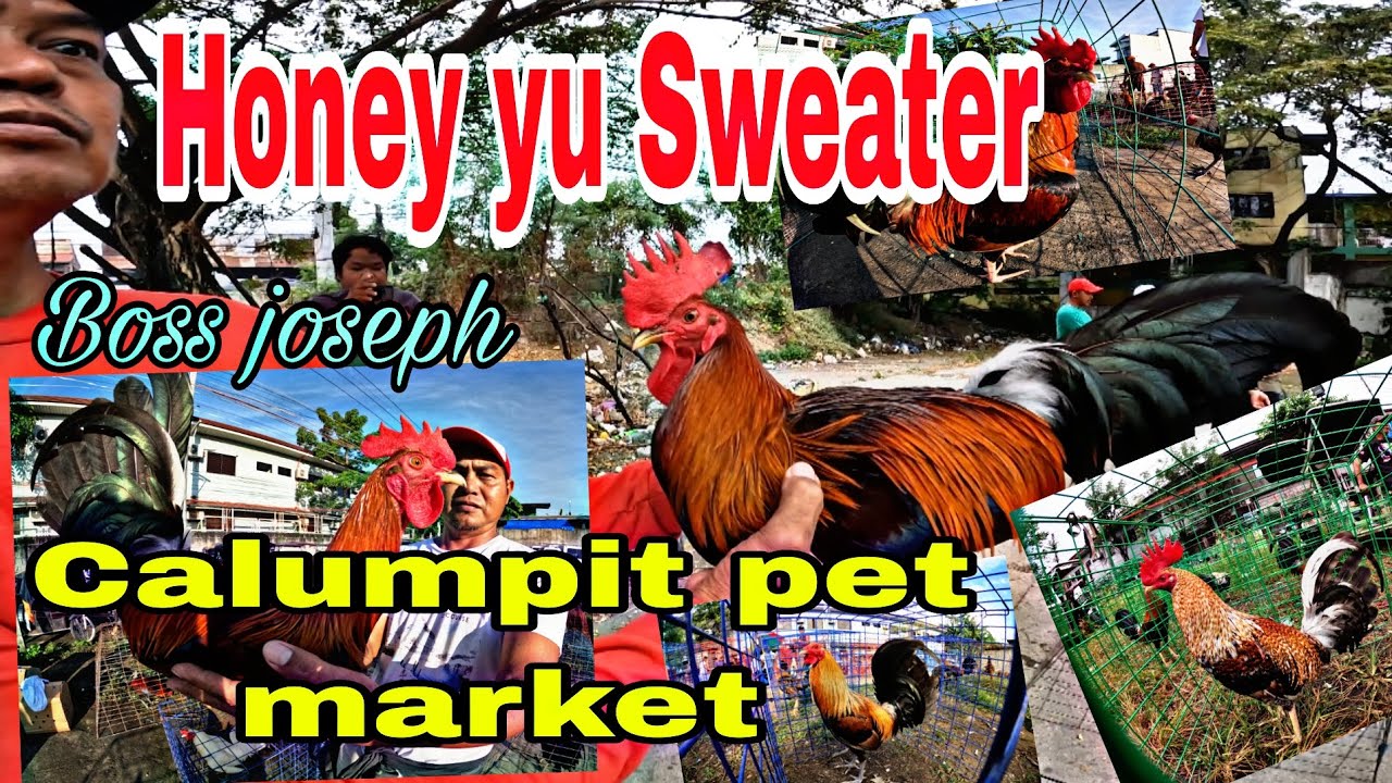 Honey yu sweater boss joseph , Calumpit pet market .