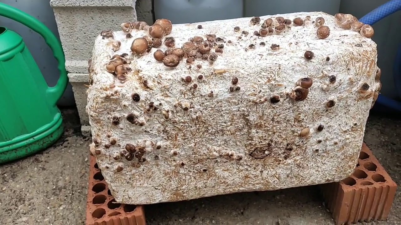 Cultivo de setas de shiitake en casa