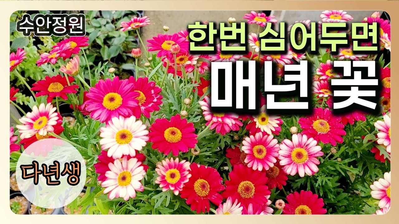 (0222)⭐한번 심어두면 해마다 반가운 꽃｜매년 피는 야생화 추천
