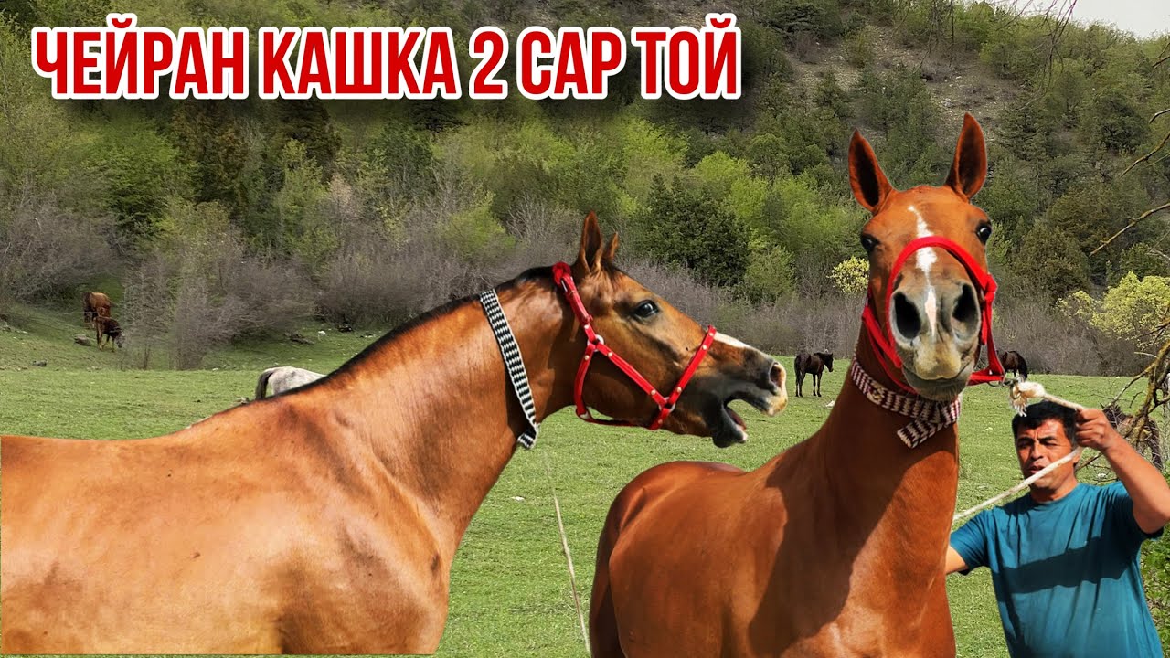 Тойхои оригинал баромад Наими Эгилик 23 сентября 2025 г.