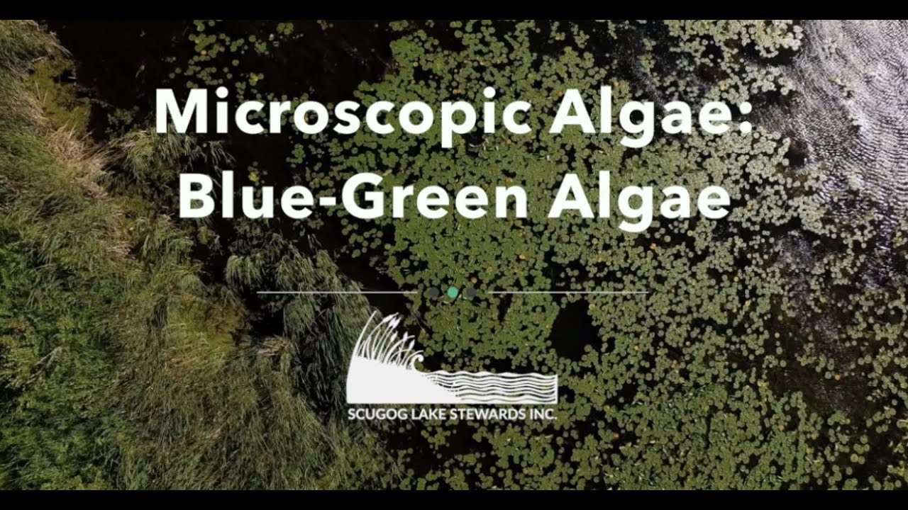 Microscopic Algae: Blue-Green Algae