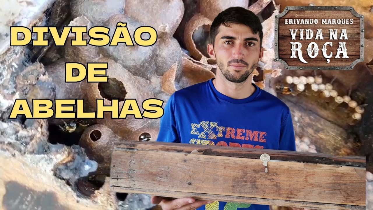 Fernando fez uma multiplicação da abelha jandaira no meliponário sertão  abelhas nativas.