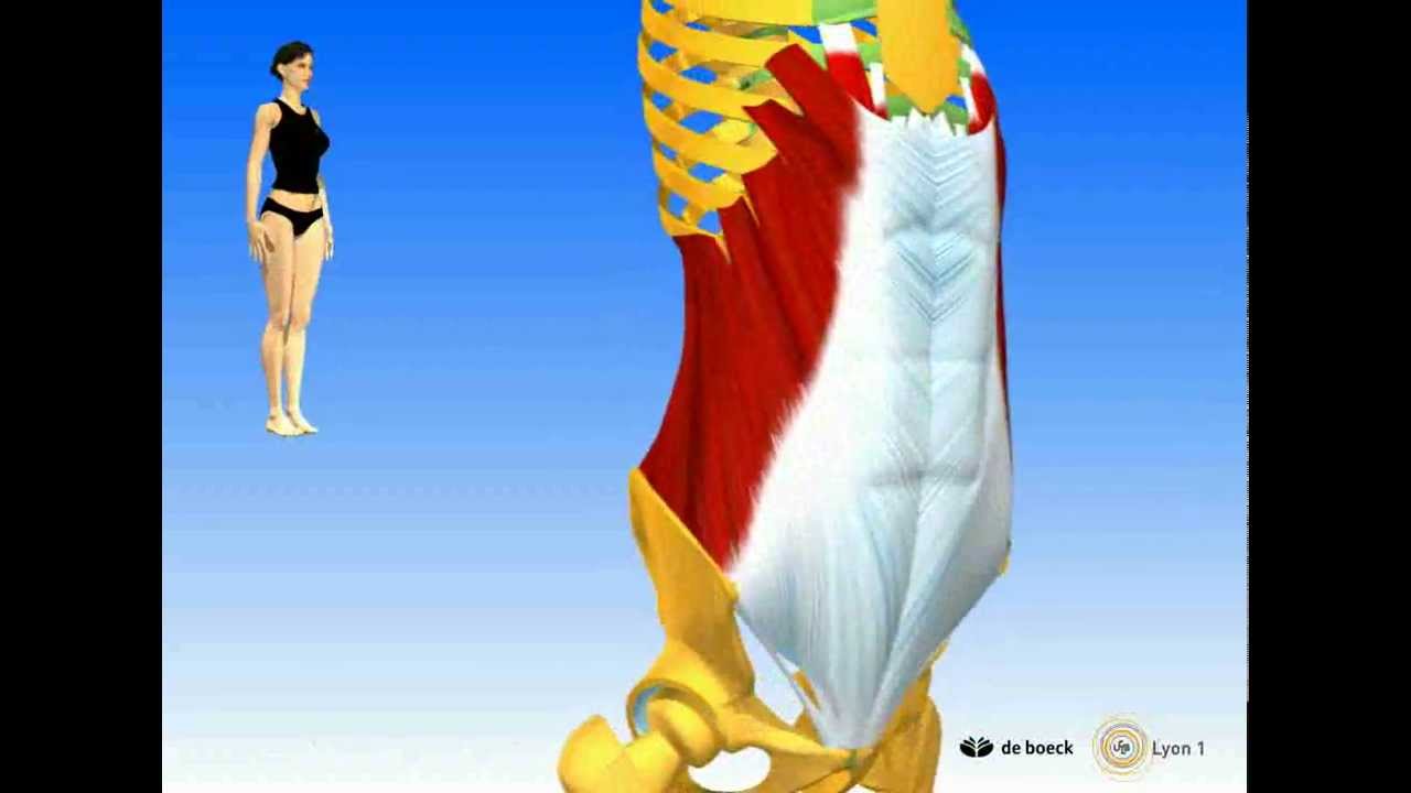 Muscles abdominaux