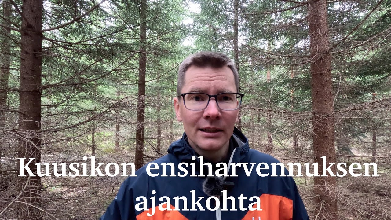 Kuusikon ensiharvennuksen ajankohta