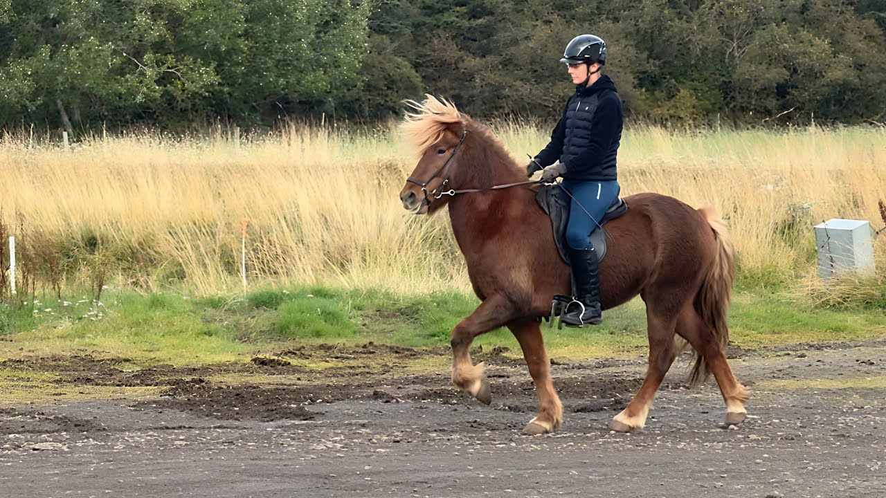 FOR SALE - Askur &ndash; der Riesen-Isl&auml;nder 😱🔥 brav & mega cool 💙🐴
