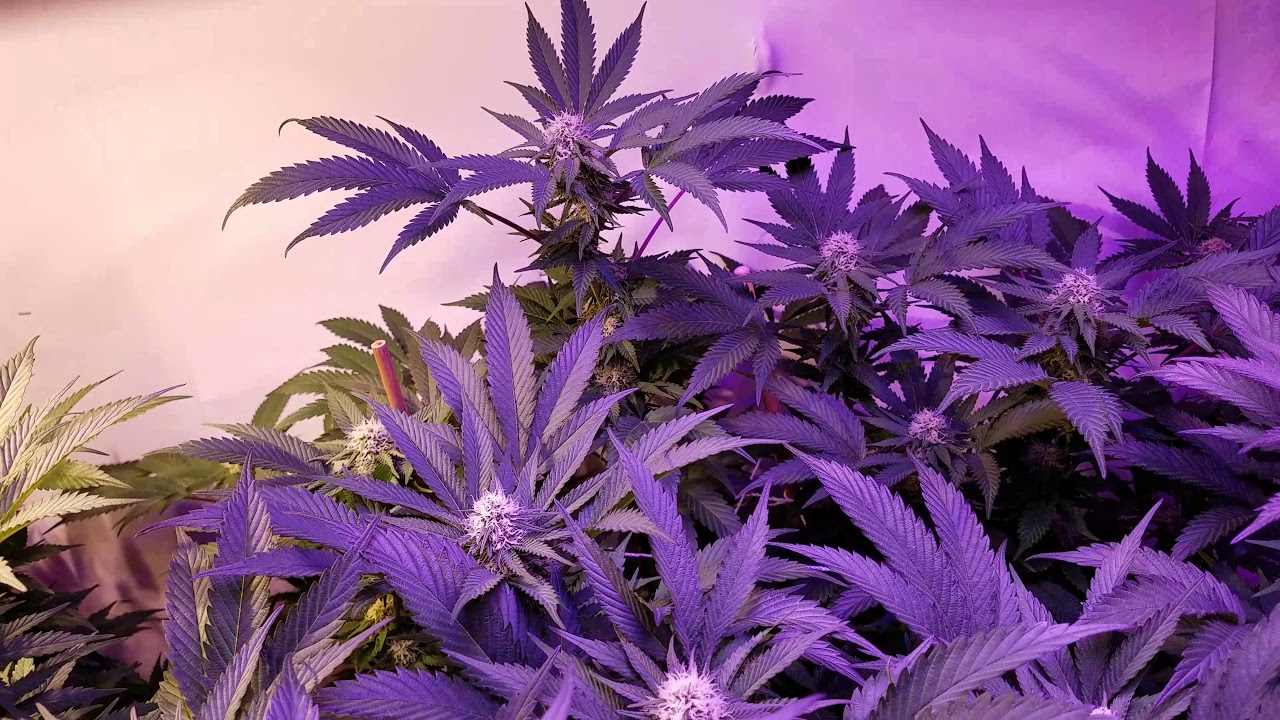 Day 25 of Flower, Full Garden Update