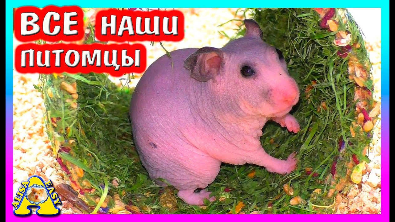 ЗООПОКУПКИ / ЧТО МЫ ПОДАРИЛИ НАШИМ ХОМЯКАМ К НОВОМУ ГОДУ 2021 / КОСМЕТИКА ДЛЯ КОТА / ALISA EASY PETS