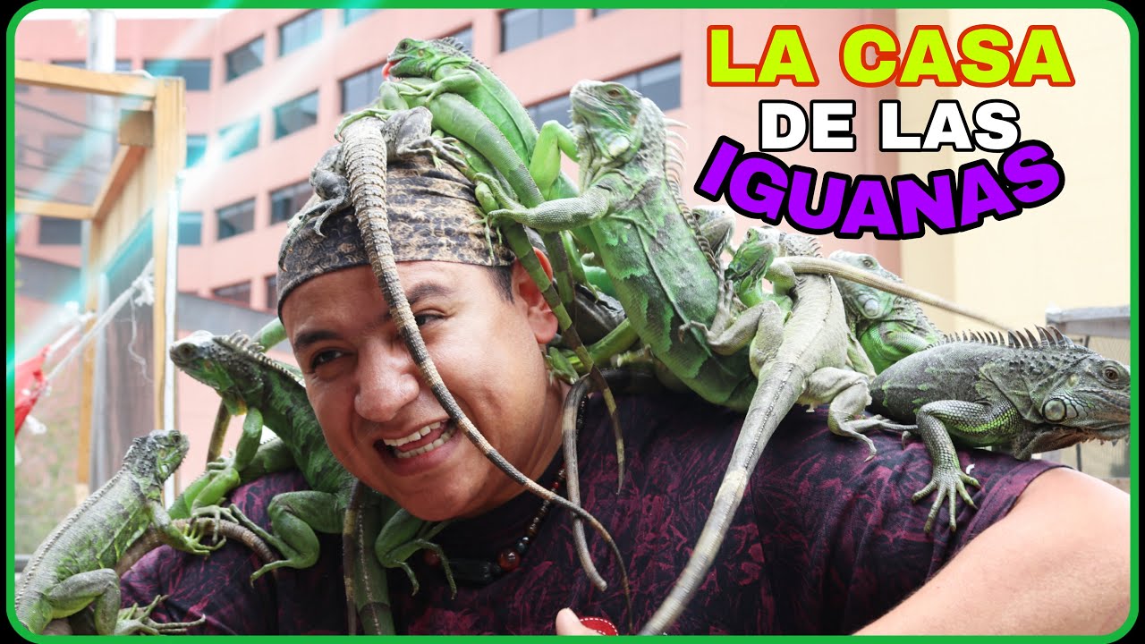 El tiene  38  iguanas!!!   el iguana boy, (rescatador de iguanas).
