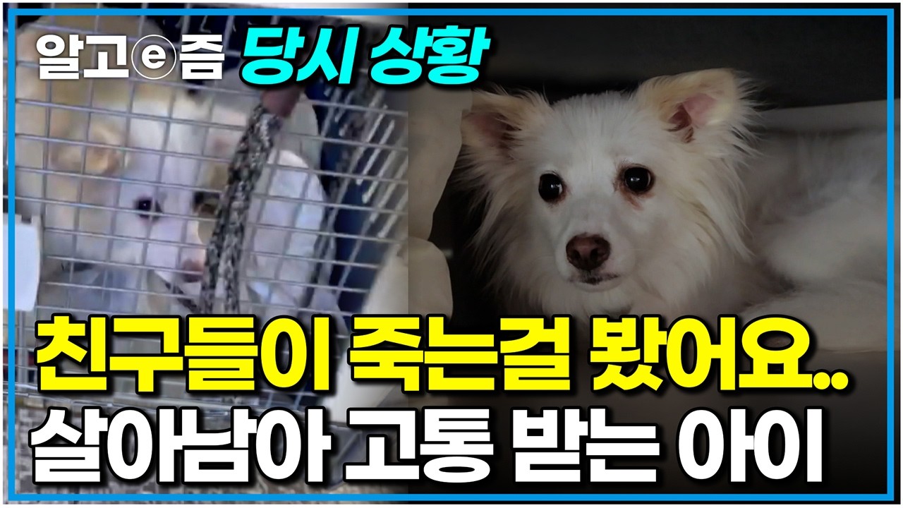 나를 죽이려 했던 그 손길이 기억나서... 5개월째 구석에서 떨고 있는 여리｜세상에 나쁜 개는 없다｜알고e즘