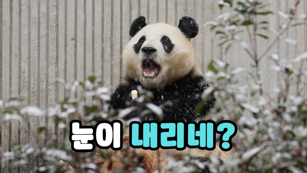 마감 직 전, 선수핑에 갑자기 내린 폭설 ❄️ 
