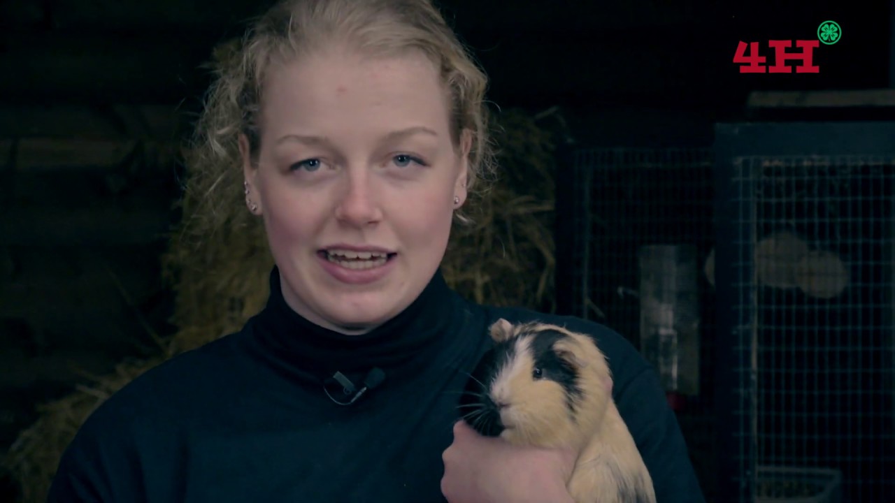 Sådan passer du et marsvin - tips fra 4H Danmark