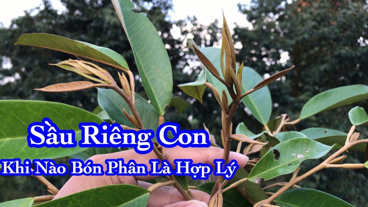 Video Cho Ai Mới Trồng Sầu Riêng ( Tập 4 ) | Bón Phân Thời Điểm Nào là Hợp Lý ? | Thịnh Sầu Riêng