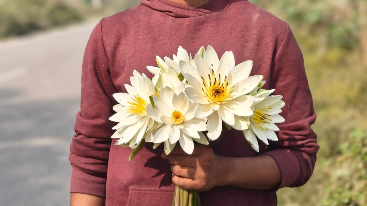 Gaon mein safed Kamal ke phool mil Gaye