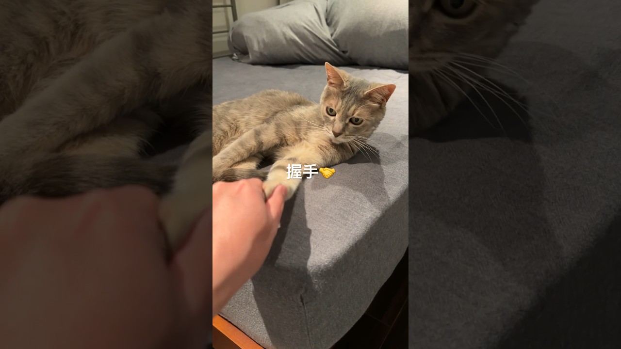 猫がこうしてたら握手するしかない（猫やるやる） #モアクリ #shorts