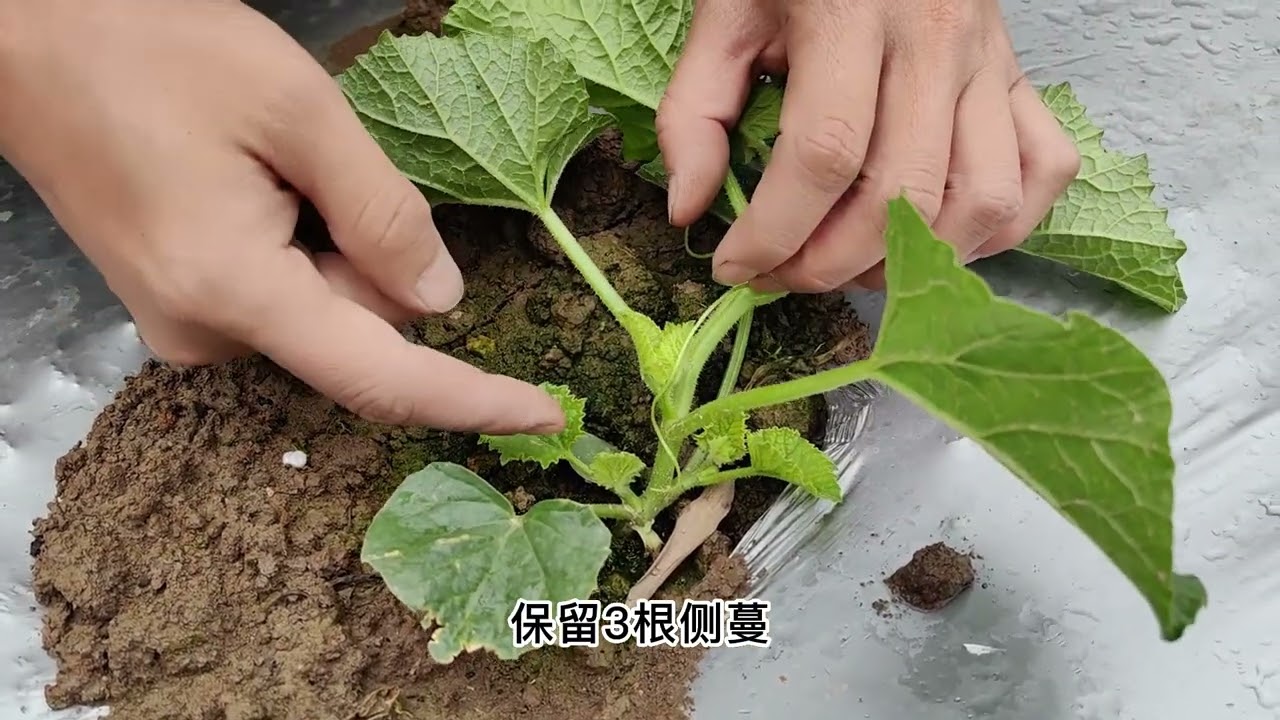 爬地甜瓜整枝打蔓第一期