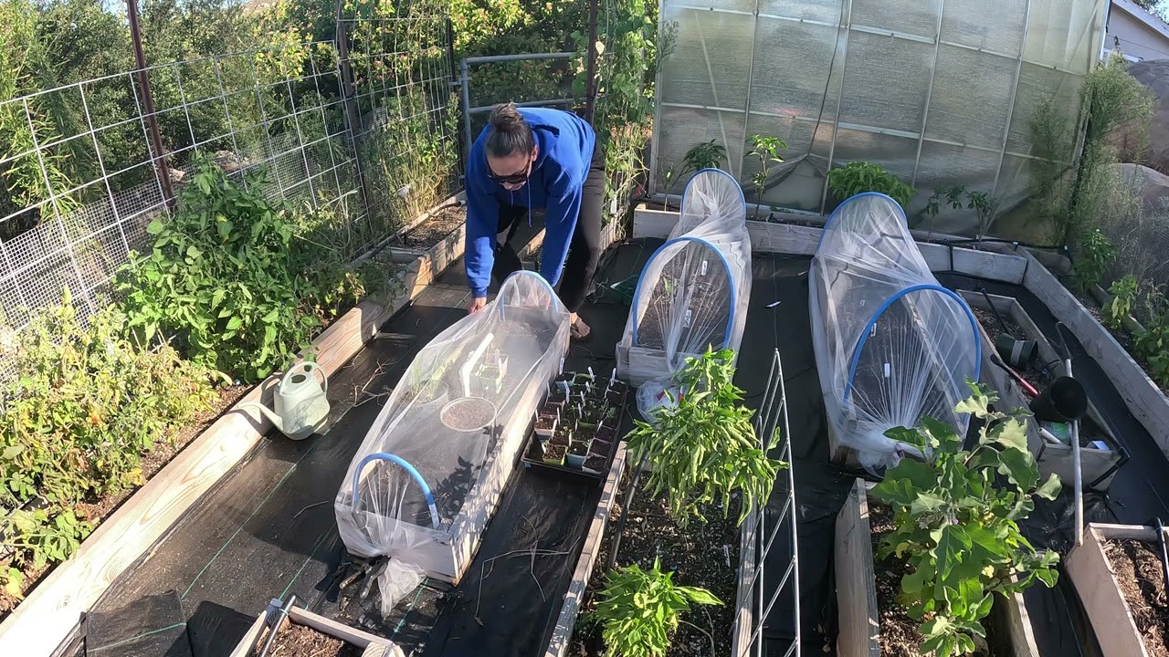 Transplanting Volunteer Asparagus and An Update About The Pond | It Is Looking SOOO Good!