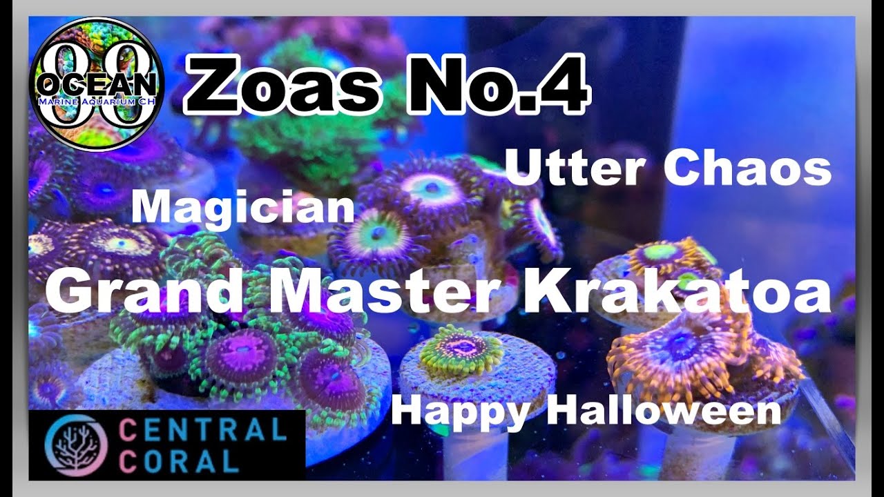 【海水魚水槽・サンゴ水槽】マメスナ（Zoa）ご紹介　グランドマスタークラカトア　ウッターチャオス　ハッピーハロウィン　マジシャン