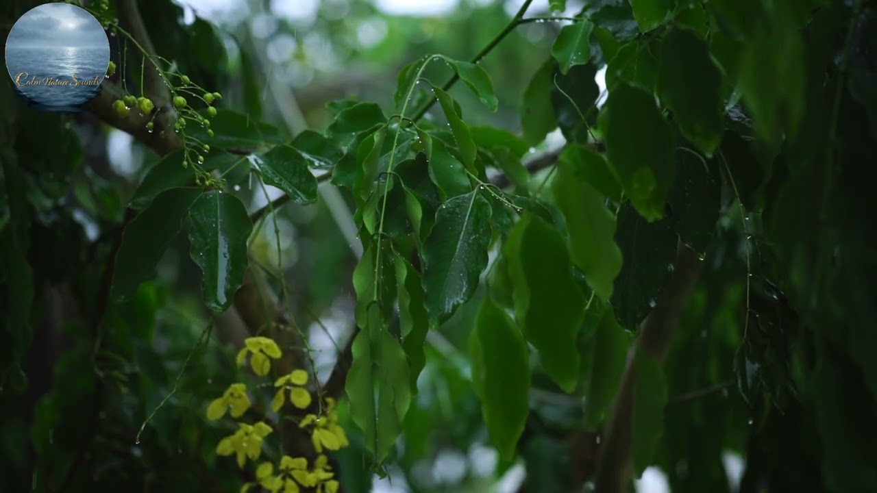 Rain on Green Forest Leaves – 4 Hours – TV Background