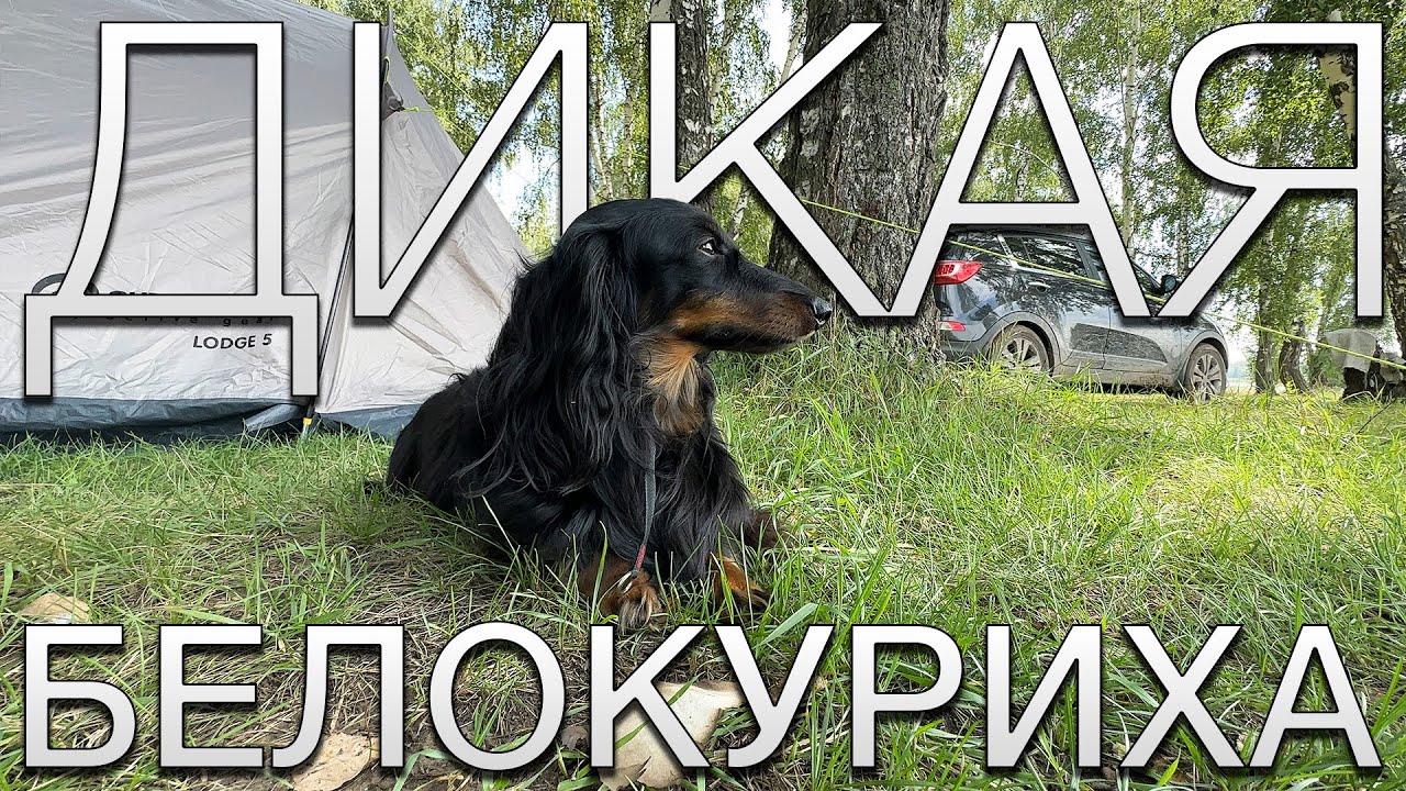 Дикая Белокуриха