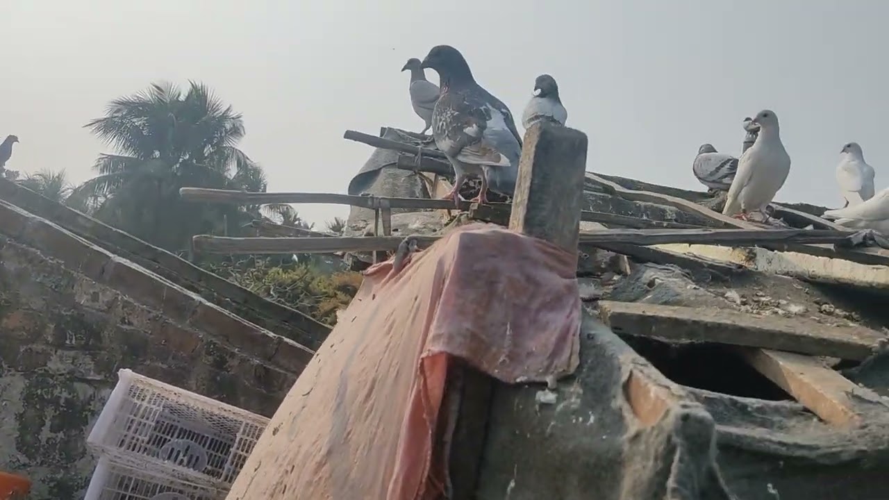 কবুতর পালন করা ওত সহজ না #pigeon #banglaislamicvideo #bird #birdspecies 