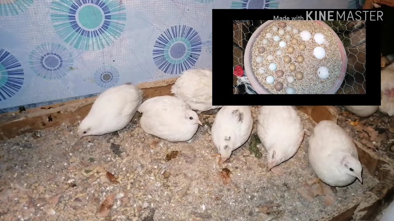Bıldırcın Yumurtası Verimini Arttırmak İçin Yapılması Gerekenler (Kışın Follukları İnceledik)