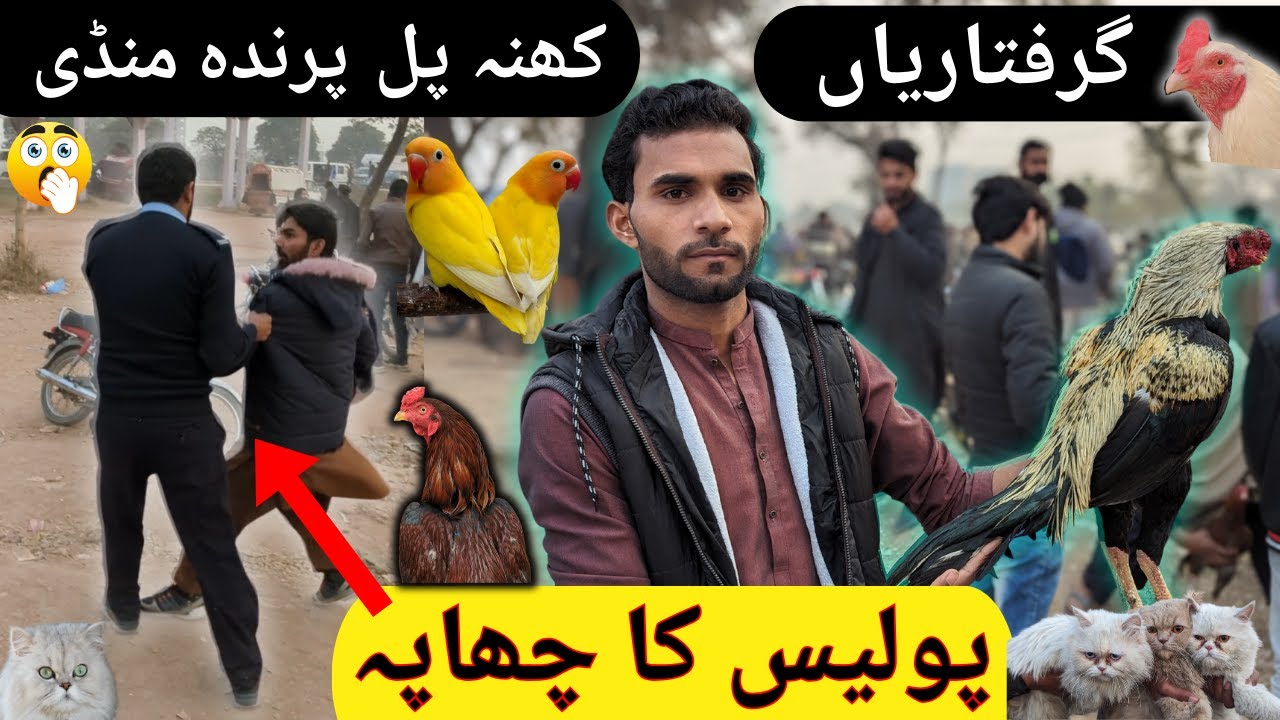 Sunday Birds Market Rawalpindi | Khanna Pull | Police Attack 😭 | Birds Market