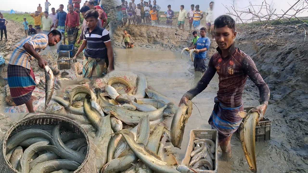 হাকালুকি হাওরে এত ছোট পুকুরে এত মাছ কিভাবে দেখুন। #fishing #hakaluki TV
