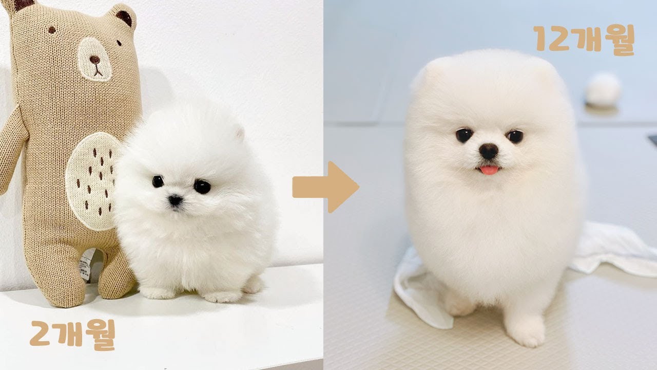 아기강아지 1년 성장과정🐾 화이트 포메라니안