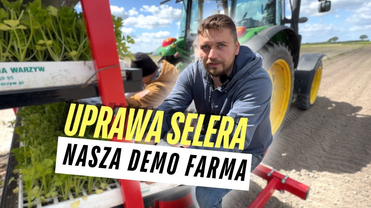 Sadzenie ROZSADY NA POLU - Seler uprawa warzyw MAJ 2025
