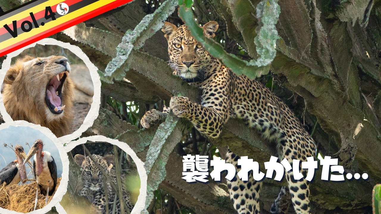 ヒョウに狙われ、山火事に遭遇し、ハプニング続出【ウガンダの魅力サバンナ編】VLOG4